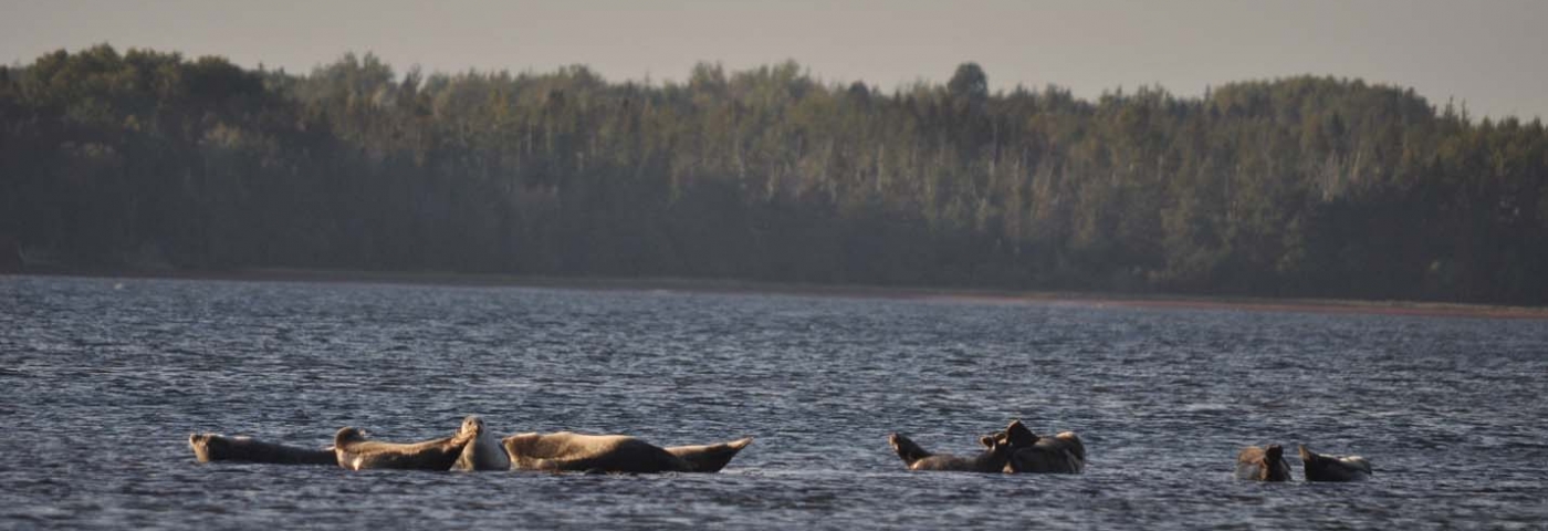 «Selkies» on a sandbar at low tide