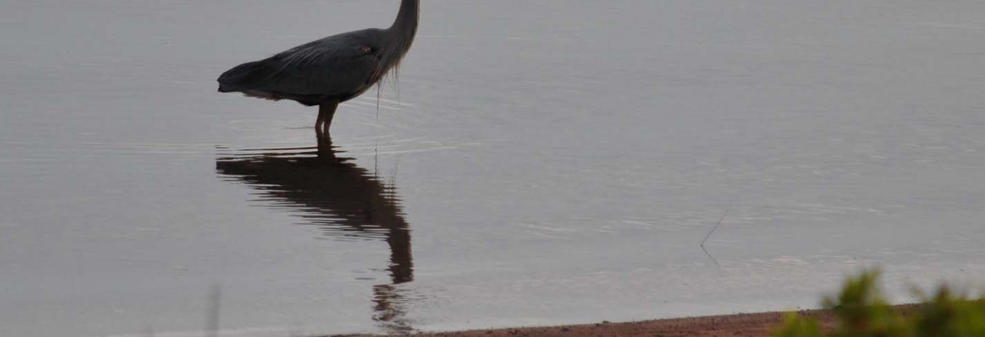 Great Blue Heron in front of the cottage