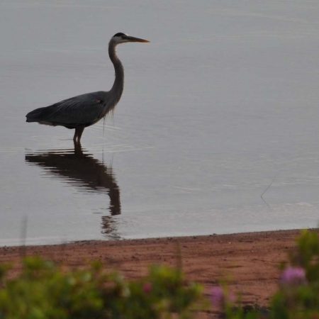 Great Blue Heron in front of the cottage